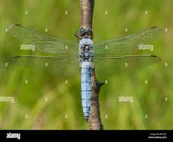 Attēlu rezultāti vaicājumam “Orthetrum brunneum”