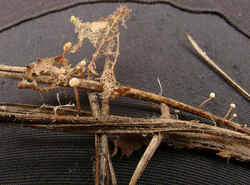 Attēlu rezultāti vaicājumam “Heyderia pusilla”