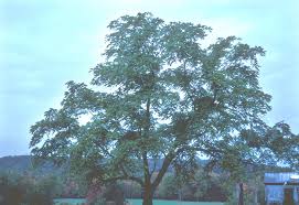 Attēlu rezultāti vaicājumam “Juglans nigra”