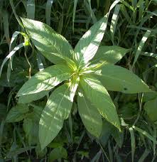 Attēlu rezultāti vaicājumam “Impatiens glandulifera”