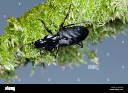 Attēlu rezultāti vaicājumam “Pterostichus niger”