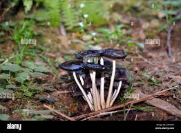 Attēlu rezultāti vaicājumam “Cribraria aurantiaca young”