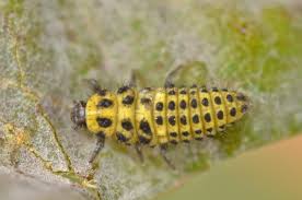 Attēlu rezultāti vaicājumam “Psyllobora vigintiduopunctata larva”