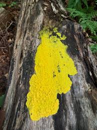 Attēlu rezultāti vaicājumam “Fuligo licentii spores”