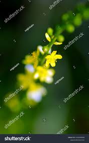 Attēlu rezultāti vaicājumam “Agrimonia pilosa flower”