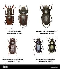 Attēlu rezultāti vaicājumam “Lucanidae”