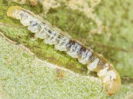 Attēlu rezultāti vaicājumam “Gracillaria syringella larva”