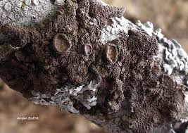 Attēlu rezultāti vaicājumam “Melanohalea exasperata”