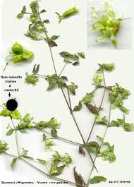 Attēlu rezultāti vaicājumam “Silene baccifera fruit”