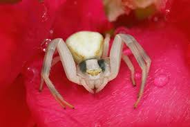 Image result for crab spider