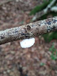 Attēlu rezultāti vaicājumam “Crepidotus versutus”