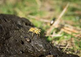 Attēlu rezultāti vaicājumam “Aphodius sp. imago”