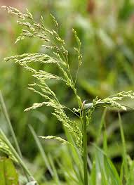 Attēlu rezultāti vaicājumam “Poa remota leaf”