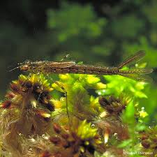 Attēlu rezultāti vaicājumam “Coenagrion pulchellum male”