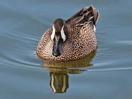 Image result for Anas discors