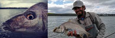 Image result for Pomadasys commersonnii