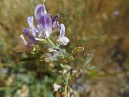 Attēlu rezultāti vaicājumam “Medicago”