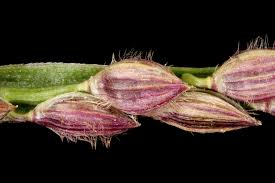 Attēlu rezultāti vaicājumam “Digitaria ischaemum leaf”