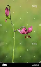 Attēlu rezultāti vaicājumam “Lilium martagon bud”