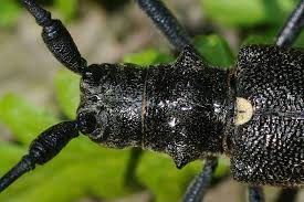 Attēlu rezultāti vaicājumam “Monochamus galloprovincialis”