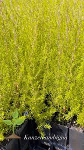 Attēlu rezultāti vaicājumam “Trichia ambigua macro”