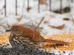 Image result for Toxostoma rufum