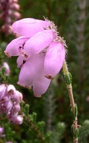 Attēlu rezultāti vaicājumam “Erica tetralix fruit”