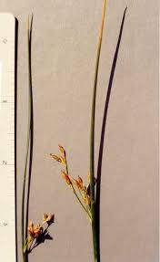 Attēlu rezultāti vaicājumam “Juncus balticus”