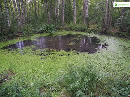 Attēlu rezultāti vaicājumam “Hydrocharis morsus-ranae fruit”
