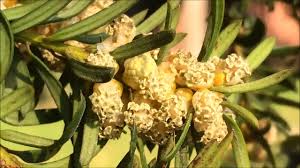 Attēlu rezultāti vaicājumam “Taxus baccata male flower”