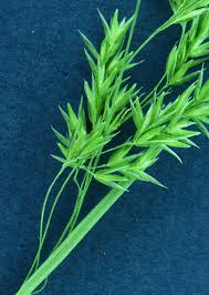 Attēlu rezultāti vaicājumam “Cinna latifolia”