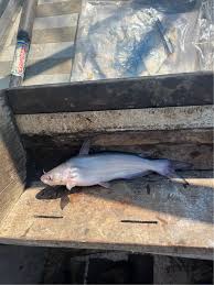 Image result for Ictalurus furcatus