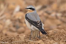 Attēlu rezultāti vaicājumam “Oenanthe oenanthe male”