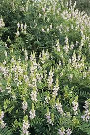 Attēlu rezultāti vaicājumam “Galega orientalis fruit”