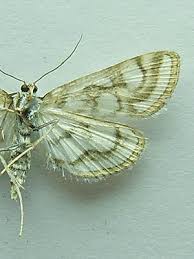 Attēlu rezultāti vaicājumam “Nymphula nitidulata”