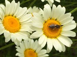 Image result for Anthemis tinctoria