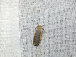 Attēlu rezultāti vaicājumam “Eilema depressa”