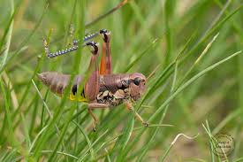 Attēlu rezultāti vaicājumam “Podisma pedestris”