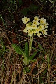 Image result for Primula elatior