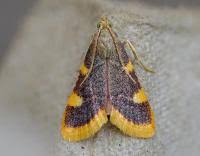 Attēlu rezultāti vaicājumam “Hypsopygia costalis”