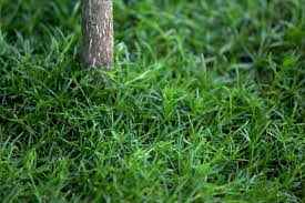 Attēlu rezultāti vaicājumam “Sagina procumbens leaf”