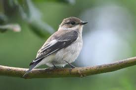 Attēlu rezultāti vaicājumam “Ficedula hypoleuca female”