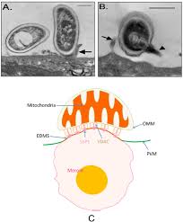 Attēlu rezultāti vaicājumam “Comatricha elegans var. microspora spores”