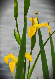 Attēlu rezultāti vaicājumam “Iris pseudacorus fruit”
