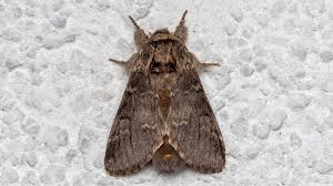 Attēlu rezultāti vaicājumam “Notodontidae”