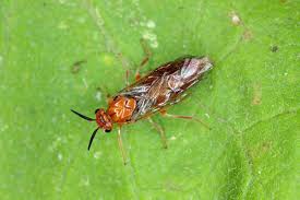 Attēlu rezultāti vaicājumam “Neodiprion sertifer”