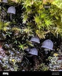 Attēlu rezultāti vaicājumam “Mycena pseudocorticola”