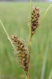 Attēlu rezultāti vaicājumam “Carex lasiocarpa”