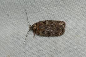 Attēlu rezultāti vaicājumam “Depressaria olerella”