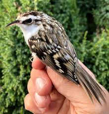 Attēlu rezultāti vaicājumam “Certhia familiaris”